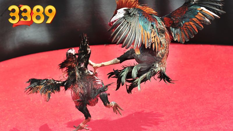 Ưu điểm thu hút sự quan tâm chú ý từ thành viên của mục đá gà